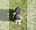 Small #1 Mutt