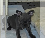 Small #1 French Bulldog