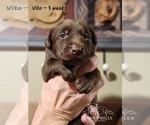 Small Photo #35 Labrador Retriever Puppy For Sale in POCAHONTAS, IL, USA