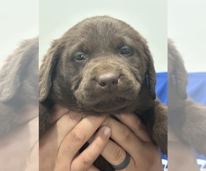Labrador Retriever Puppy for sale in WEST COVINA, CA, USA