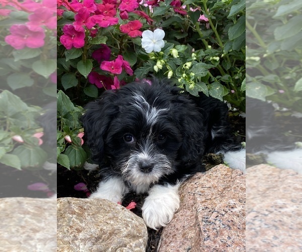 Medium Photo #4 Cavanese Puppy For Sale in CANOGA, NY, USA