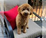 Small Photo #1 Cavapoo Puppy For Sale in ATLANTA, GA, USA