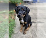 Small Photo #15 Mutt Puppy For Sale in Mooresville, NC, USA