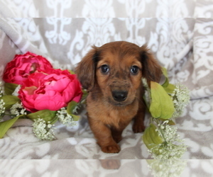 Dachshund Puppy for sale in SHILOH, OH, USA