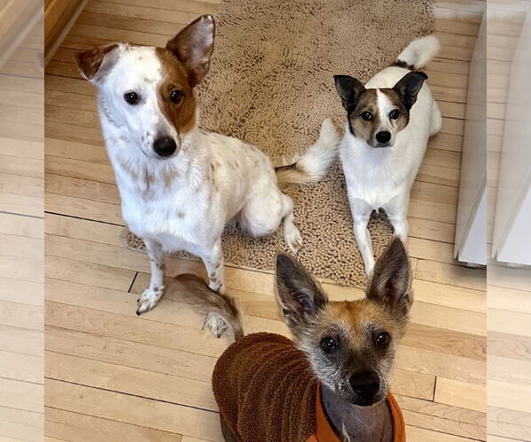 Medium Photo #4 Red Heeler-Unknown Mix Puppy For Sale in Fargo, ND, USA