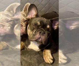 Father of the French Bulldog puppies born on 12/12/2024