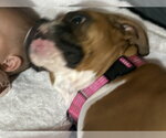 Small #7 Boxer