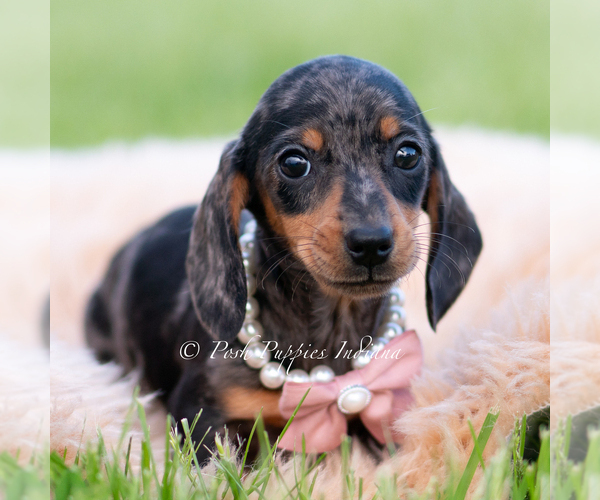Medium Photo #1 Dachshund Puppy For Sale in WARSAW, IN, USA