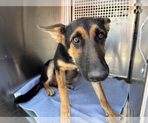 German Shepherd Dog Dogs for adoption in Oklahoma City, OK, USA