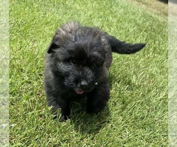 Medium Photo #6 Bouvier Des Flandres Puppy For Sale in WALKER, LA, USA