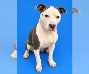 Mutt Dogs for adoption in Westminster, MD, USA