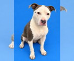 STELLA - Female Mutt Dog for Adoption - Small photo
