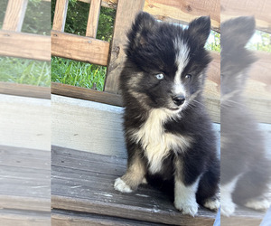 Pomsky Litter for sale in WAXAHACHIE, TX, USA