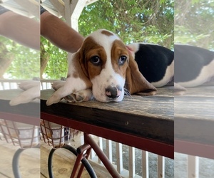 Basset Hound Puppy for sale in SQUAW VALLEY, CA, USA