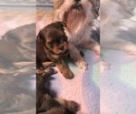 Small Photo #1 Shorkie Tzu-Yorkshire Terrier Mix Puppy For Sale in SARASOTA, FL, USA