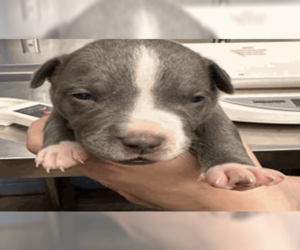 American Pit Bull Terrier Dogs for adoption in Princeton, MN, USA