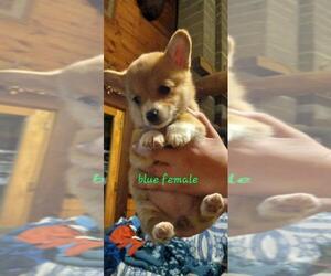 Pembroke Welsh Corgi Puppy for sale in MIDDLEBURGH, NY, USA
