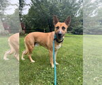 Small #10 Carolina Dog Mix
