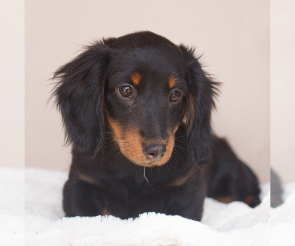 Medium Photo #1 Dachshund Puppy For Sale in HONEY BROOK, PA, USA