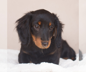 Dachshund Puppy for sale in HONEY BROOK, PA, USA