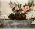 Small Photo #1 Labradoodle Puppy For Sale in VALLEJO, CA, USA