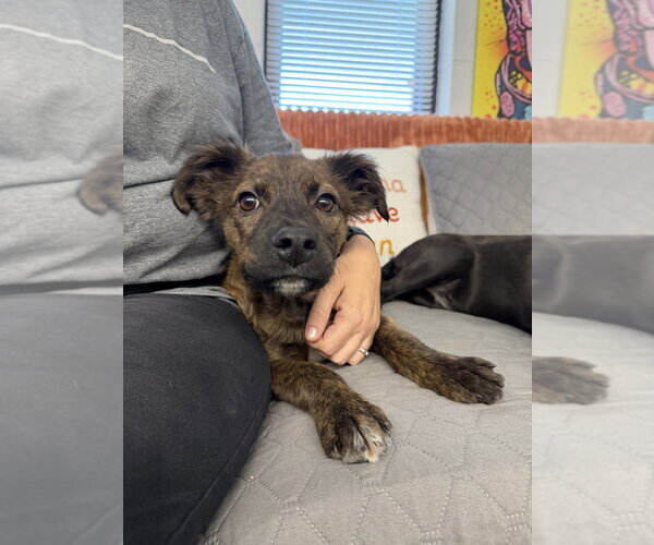 Medium Photo #2 Mutt Puppy For Sale in Mooresville, NC, USA