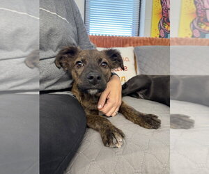 Birdy - Female Mutt Dog for Adoption - Photo #2