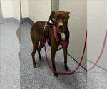 Small American Pit Bull Terrier