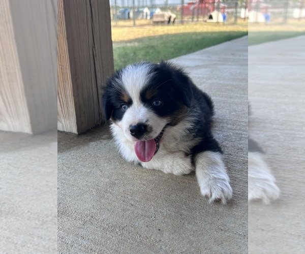 Medium Photo #8 Miniature Australian Shepherd Puppy For Sale in CANTON, TX, USA