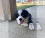 Small #7 Miniature Australian Shepherd