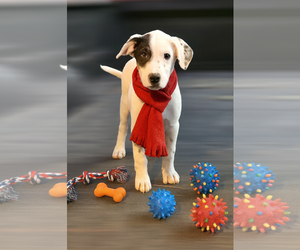 Borador Dogs for adoption in Mt. Laurel, NJ, USA