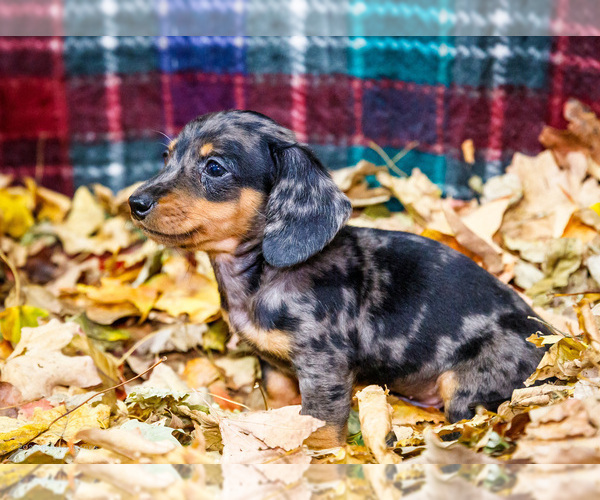 Medium Photo #29 Dachshund Puppy For Sale in WAKARUSA, IN, USA