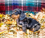 Small Photo #29 Dachshund Puppy For Sale in WAKARUSA, IN, USA