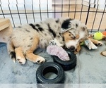 Small Photo #2 Australian Shepherd Puppy For Sale in PARADISE, CA, USA
