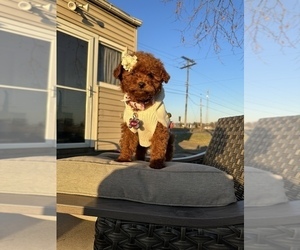 Poodle (Miniature) Puppy for sale in LEBANON, PA, USA