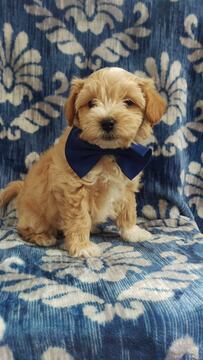 Medium Photo #3 Maltipoo Puppy For Sale in LANCASTER, PA, USA