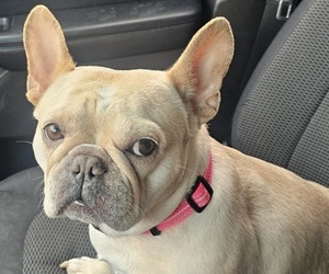 Mother of the French Bulldog puppies born on 06/03/2026