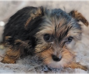 Yorkshire Terrier Puppy for sale in HUDDLESTON, VA, USA