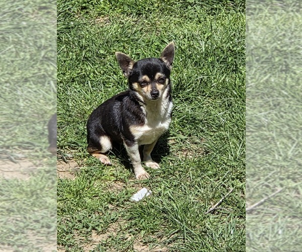 Medium Photo #1 Chihuahua Puppy For Sale in SPOTSYLVANIA, VA, USA