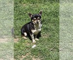 Small Photo #1 Chihuahua Puppy For Sale in SPOTSYLVANIA, VA, USA