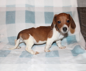 Dachshund Puppy for sale in BLOOMINGTON, IN, USA
