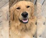 Small Photo #1 Golden Retriever Puppy For Sale in CANBY, OR, USA