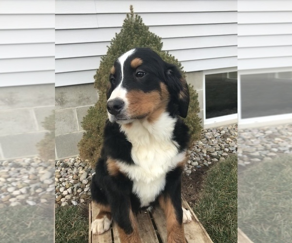Medium Photo #4 Bernese Mountain Dog Puppy For Sale in GOSHEN, IN, USA