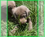 Puppy Puppy 7 Labrador Retriever