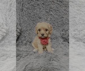 Cavapoo Puppy for sale in JEFFERSONVILLE, IN, USA
