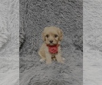 Small Cavapoo