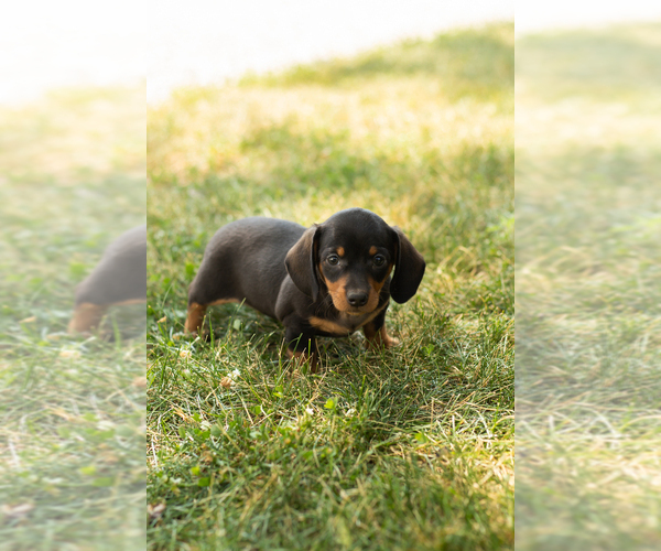 Medium Photo #4 Dachshund Puppy For Sale in NAPPANEE, IN, USA