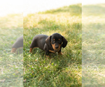 Small #3 Dachshund