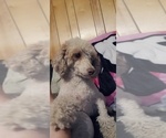 Small Photo #1 Poodle (Miniature) Puppy For Sale in SALEM, MO, USA