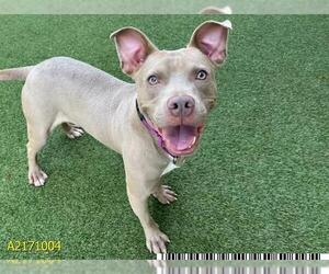 American Pit Bull Terrier Dogs for adoption in West Palm Beach, FL, USA